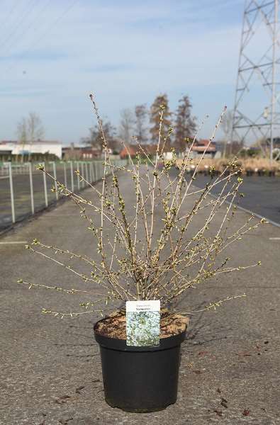 Picture of Prunus incisa yamadei