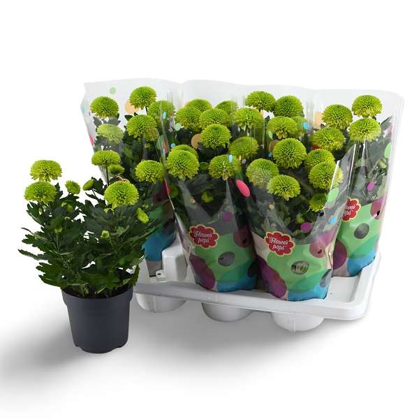 Picture of Chrysanthemum flowerpops mono green