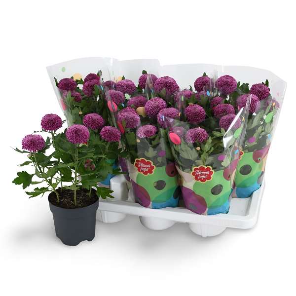 Picture of Chrysanthemum flowerpops mono purple
