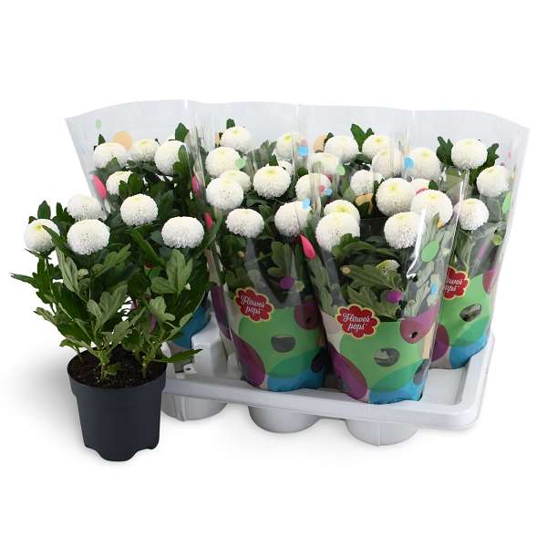 Picture of Chrysanthemum flowerpops mono white