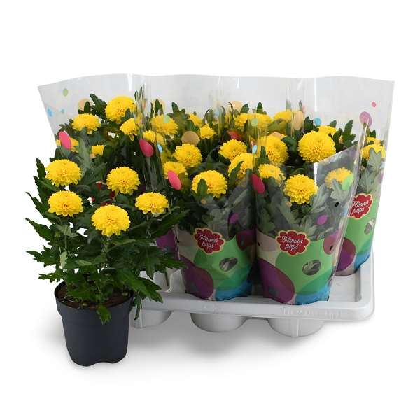 Picture of Chrysanthemum flowerpops mono yellow