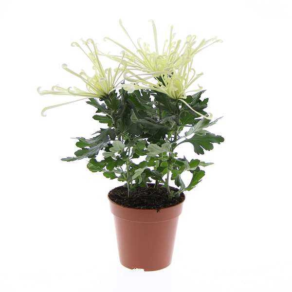 Picture of Chrysanthemum fireworks cream