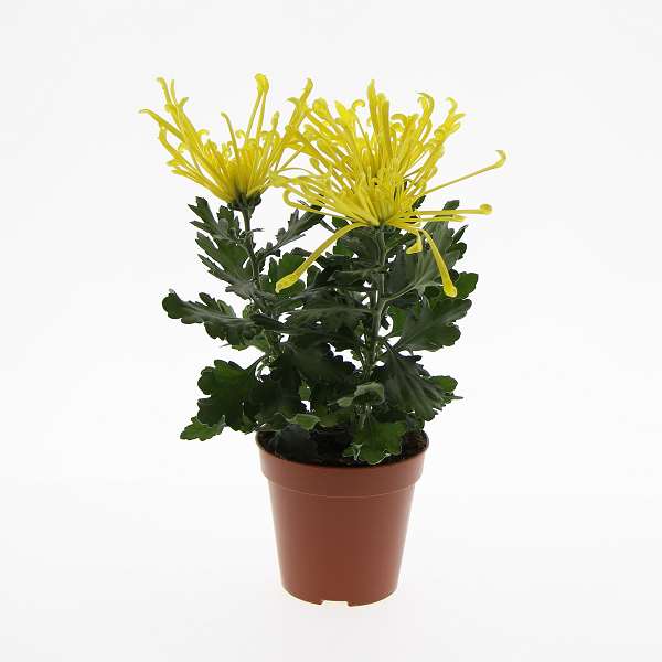 Picture of Chrysanthemum fireworks yellow