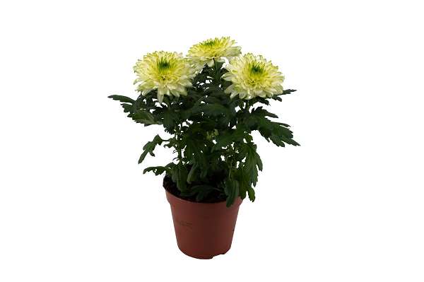 Picture of Chrysanthemum chrysanne zembla next lime