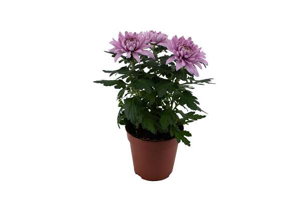 Picture of Chrysanthemum chrysanne zembla next pink