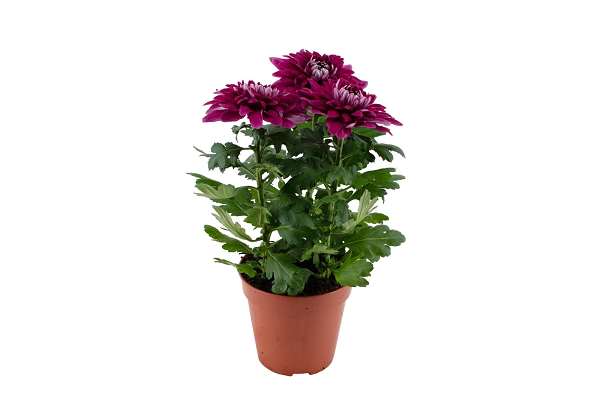 Picture of Chrysanthemum chrysanne zembla next purple