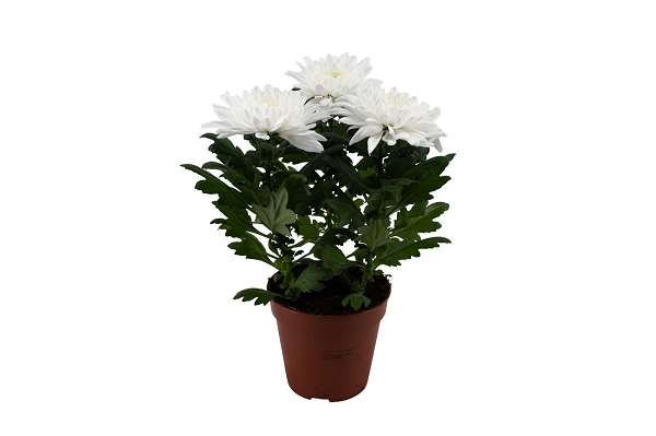 Picture of Chrysanthemum chrysanne zembla next white