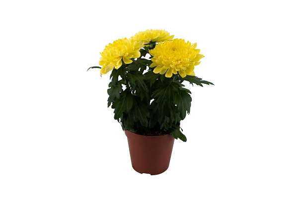 Picture of Chrysanthemum chrysanne zembla next yellow