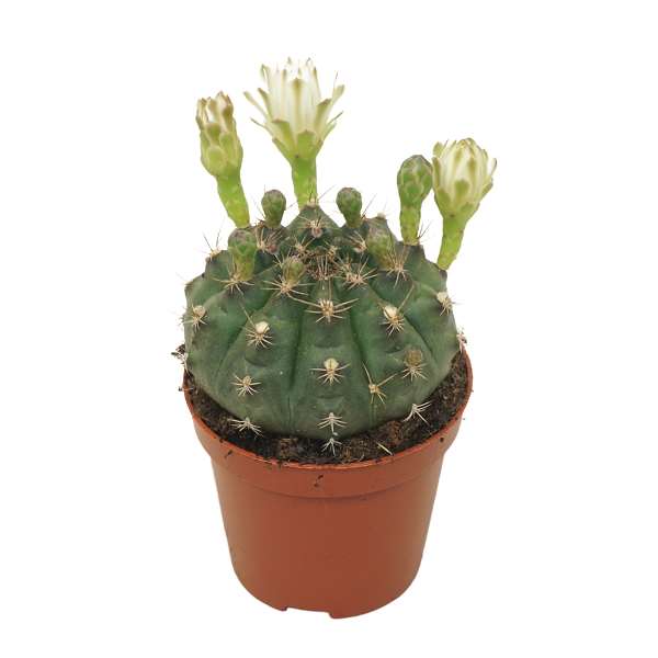 Picture of Gymnocalycium damsii flowering