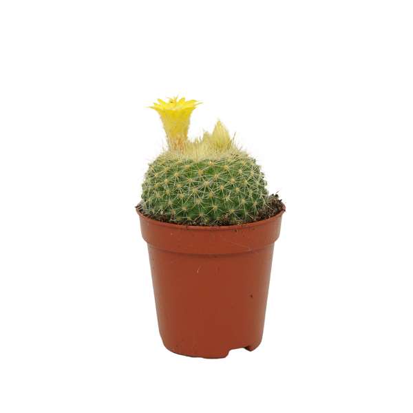 Picture of Parodia flowering