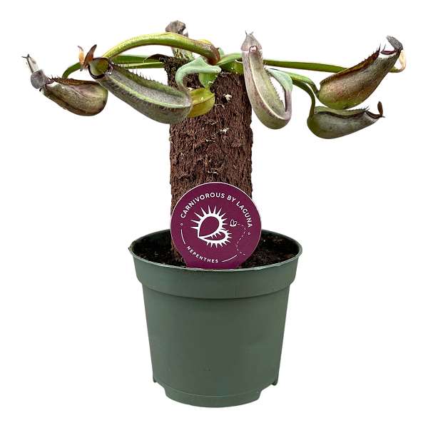 Picture of Nepenthes albomarginata on stem