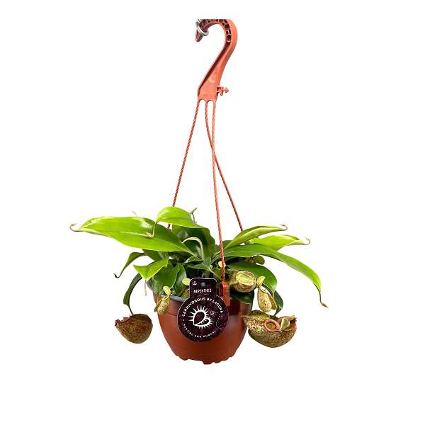 Picture of Nepenthes hookeriana hanging basket
