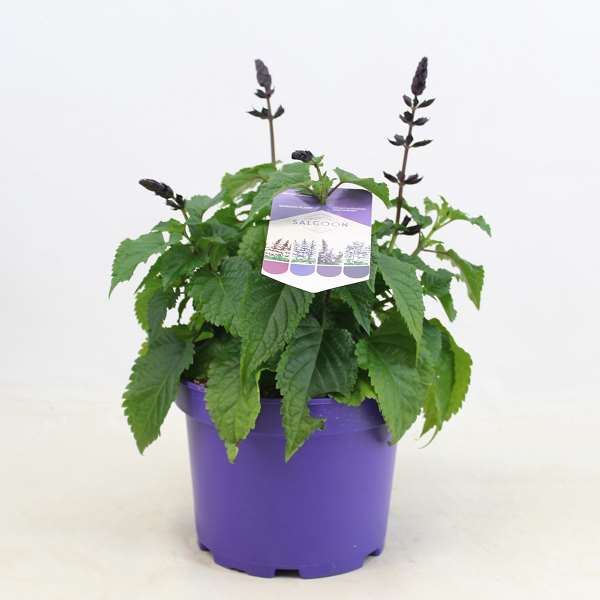 Picture of Salvia salgoon lake blueberry