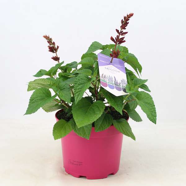 Picture of Salvia salgoon lake flamingo