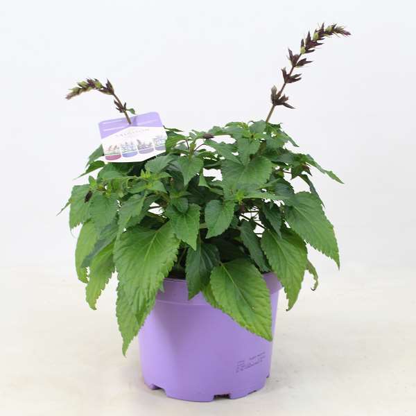 Picture of Salvia salgoon lake george