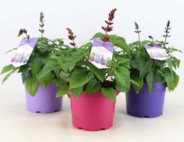 Picture of Salvia salgoon mix