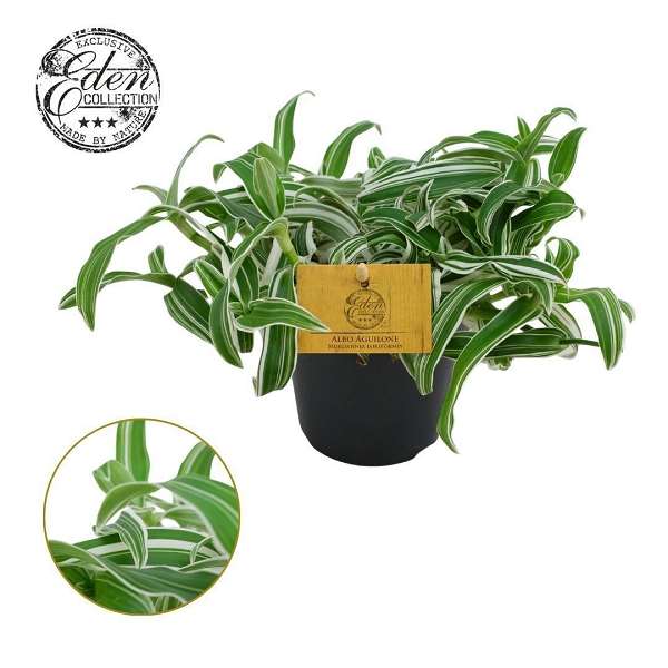 Picture of Murdannia loriformis alba aquilone