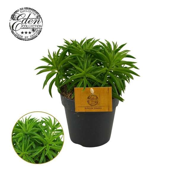 Picture of Peperomia ferreyrae nevada