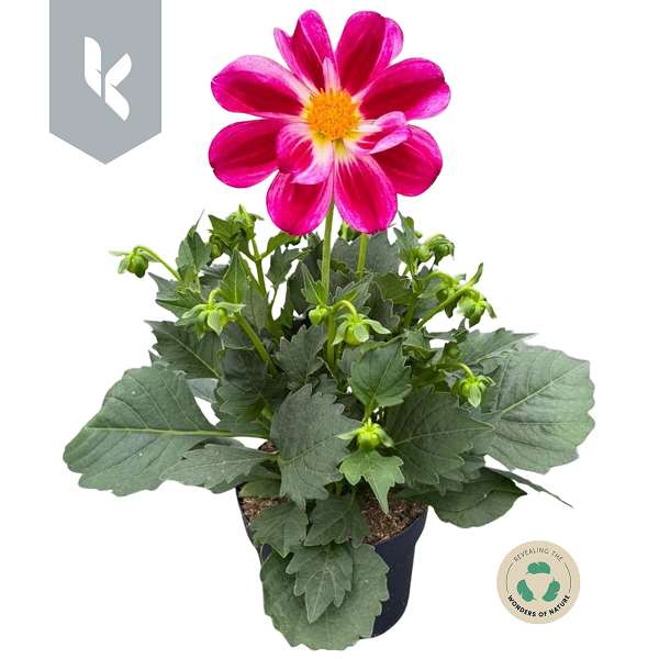 Picture of Dahlia summerbees purple bicolor