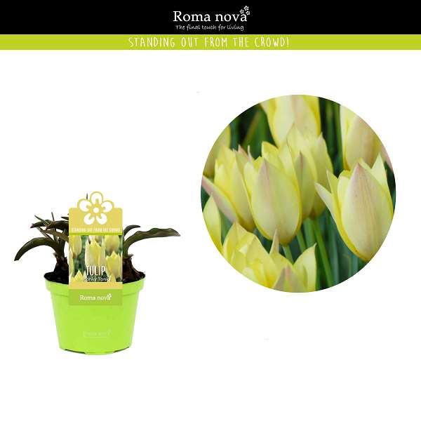 Picture of Tulipa honky tonk