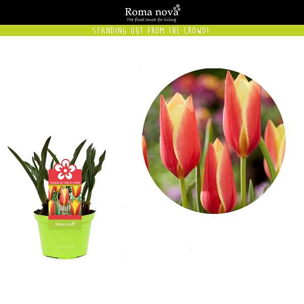 Picture of Tulipa taco