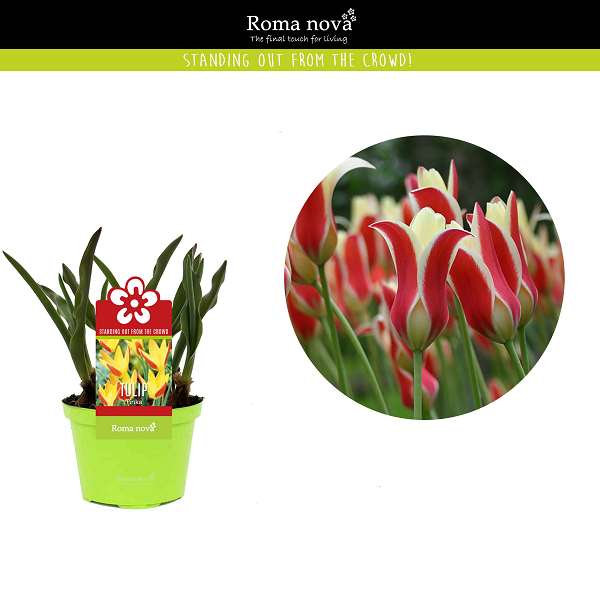 Picture of Tulipa tinka