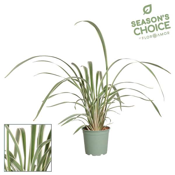 Picture of Dianella wyeena