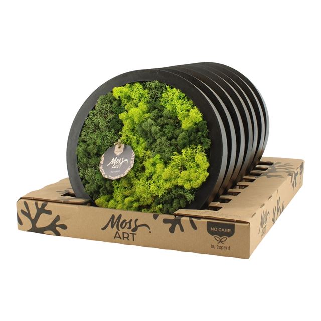 Picture of MOSS ART ARRANGEMENT CIRCULAR