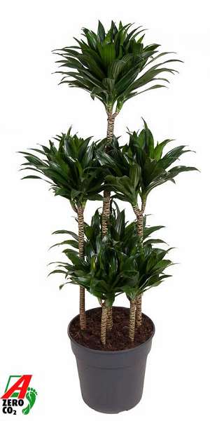 Picture of Dracaena fragrans compacta carrousel 090