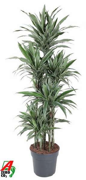 Picture of Dracaena fragrans warneckei carrousel 120
