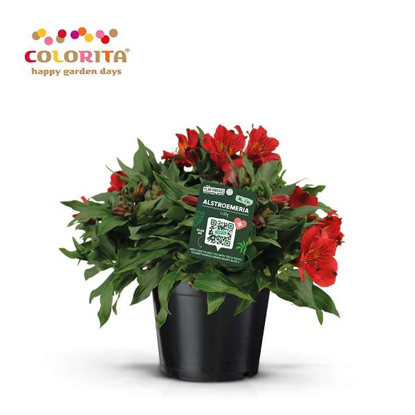 Picture of Alstroemeria colorita red