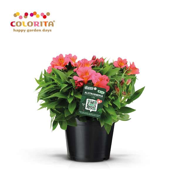 Picture of Alstroemeria colorita pink