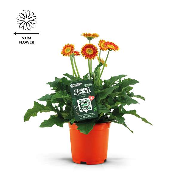 Picture of Gerbera garvinea blaze