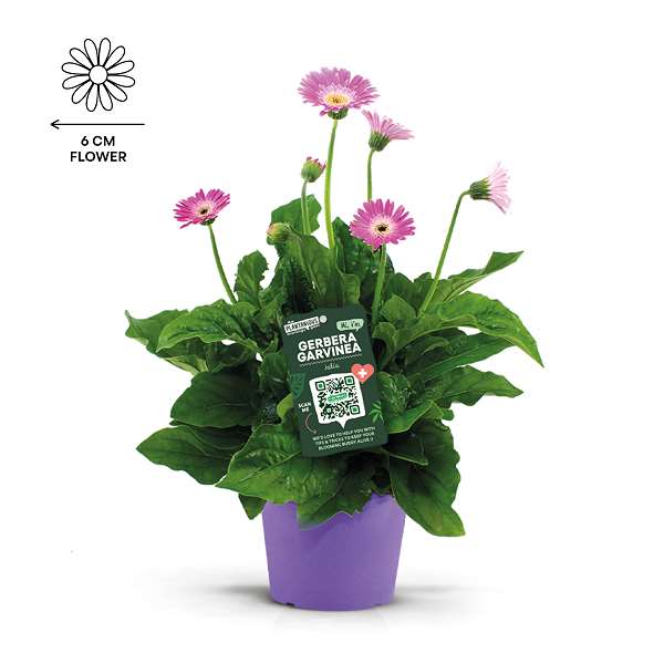 Picture of Gerbera garvinea violet