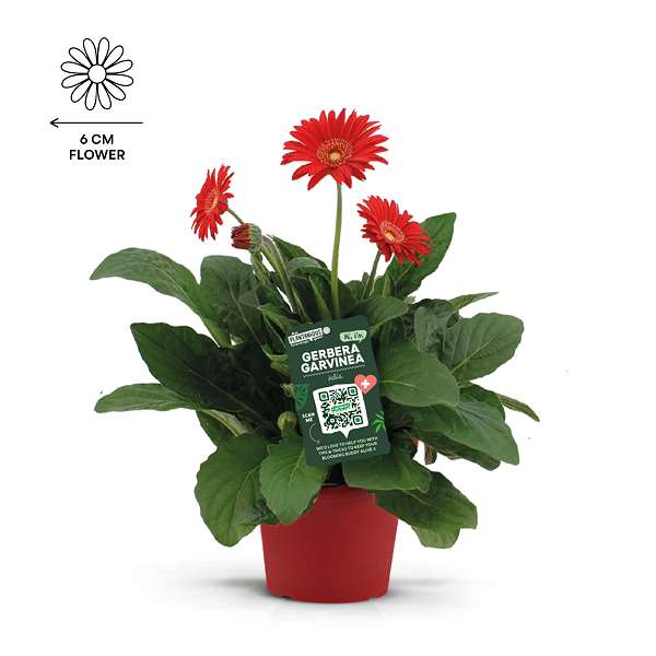 Picture of Gerbera garvinea red