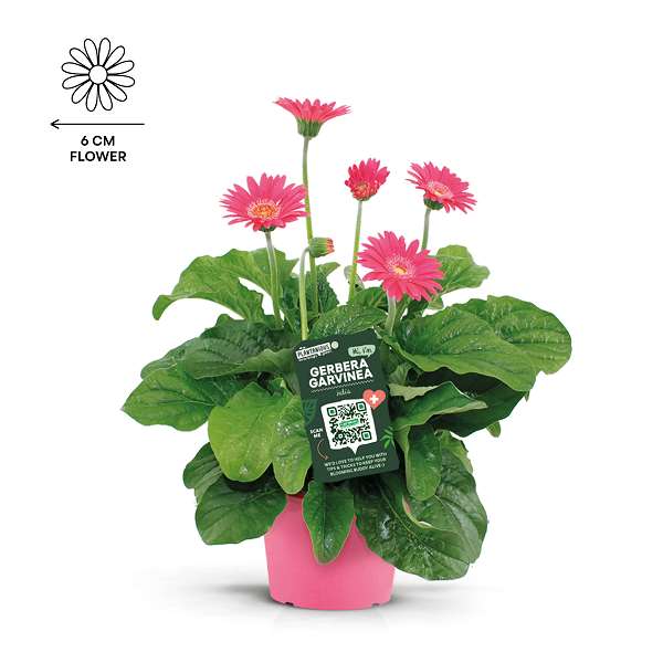Picture of Gerbera garvinea pink
