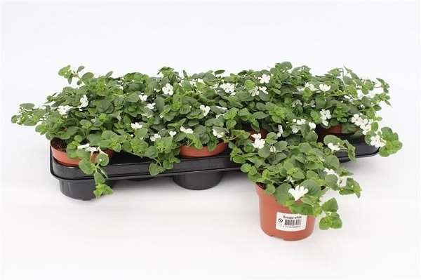 Picture of Bacopa sutera white showers