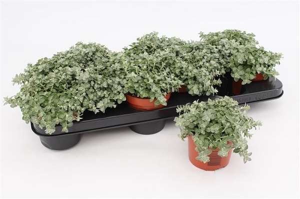 Picture of Helichrysum petiolare mini