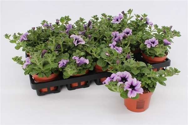 Picture of Petunia blue vein