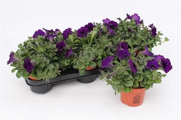 Picture of Petunia dark blue