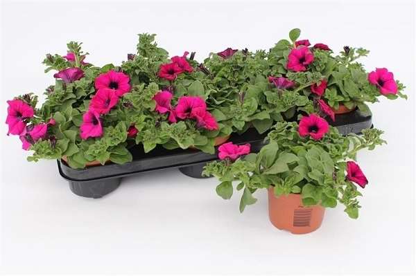 Picture of Petunia violet