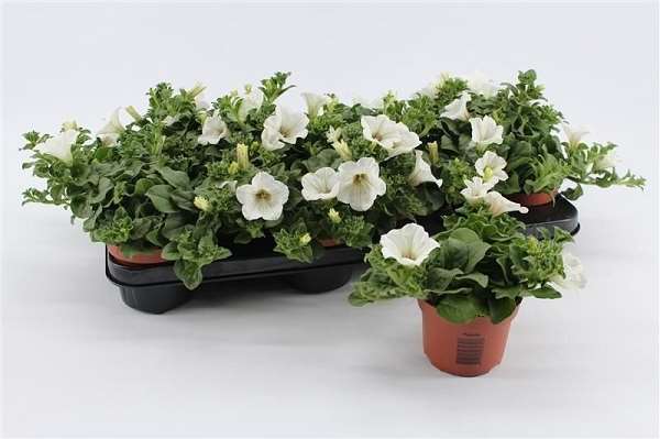 Picture of Petunia white