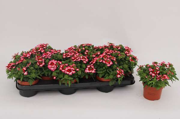 Picture of Verbena lanaï pink twister