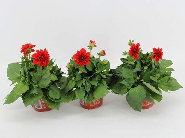 Picture of Dahlia dahlietta anna