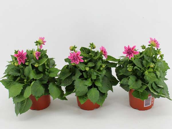 Picture of Dahlia dahlietta emily