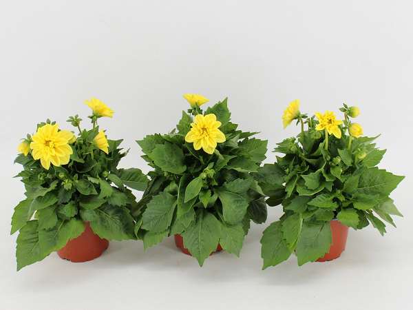 Picture of Dahlia dahlietta margaret