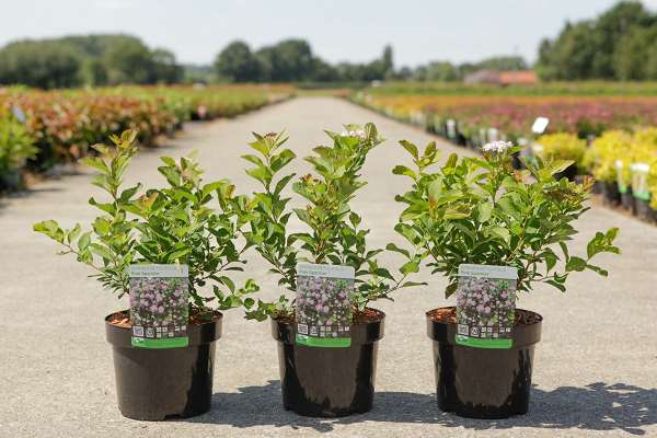 Picture of Spiraea betulifolia pink sparkler