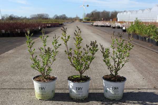 Picture of Syringa patula baby kim