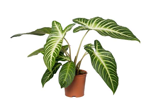 Picture of Xanthosoma lindenii