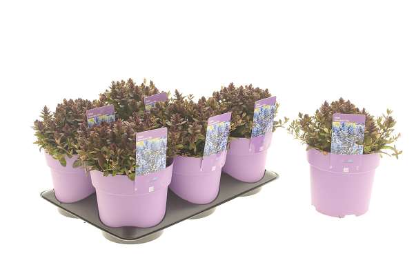 Picture of Ajuga chocolate chip